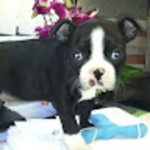 Meet your Posher, Sonnet